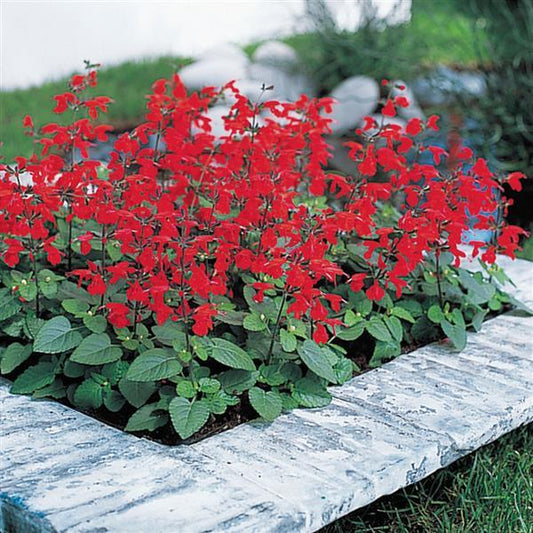 Salvia Seeds Salvia Summer Jewel Red 1,000 Seeds