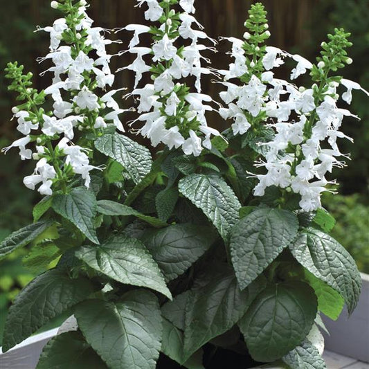 Salvia Seeds Salvia Summer Jewel White 1,000 Seeds