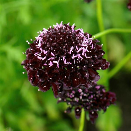 1,000 Scabiosa Seeds Scabiosa Qis Black Purple Cut Flower