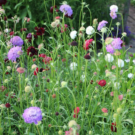 1,000 Scabiosa Seeds Scabiosa Qis Mix Cut Flower