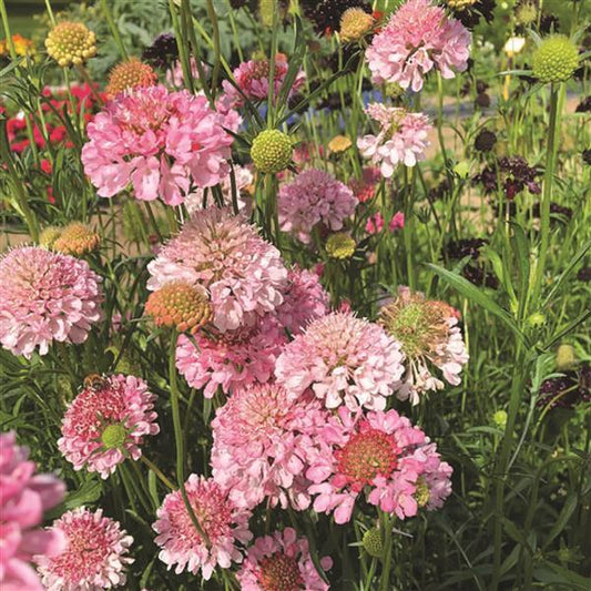 1,000 Scabiosa Seeds Scabiosa Qis Salmon Pink Cut Flower