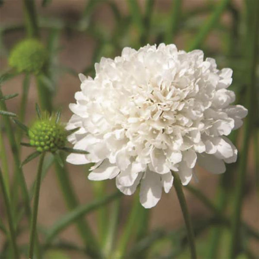 1,000 Scabiosa Seeds Scabiosa Qis White Cut Flower