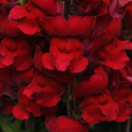 1,000 Snapdragon Seeds Maryland Red Pelleted Seeds Cut Flower