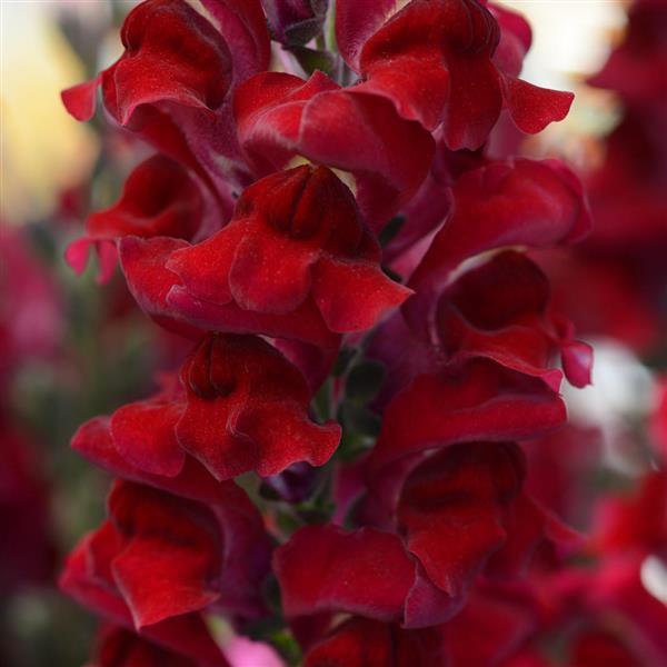 1,000 Pelleted Snapdragon Seeds Rocket Red Cut Flower