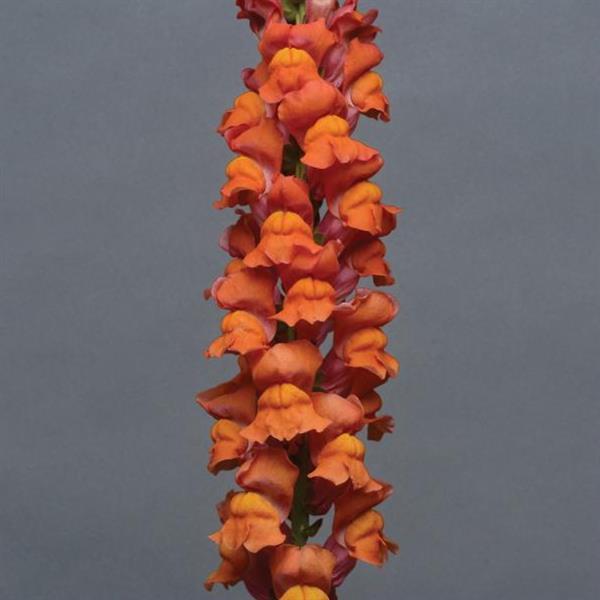 1,000 Pelleted Snapdragon Seeds Snapdragon Cool Orange Cut Flower