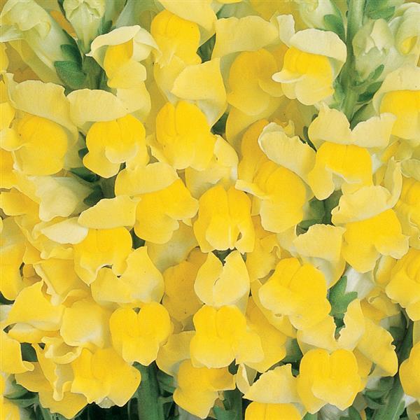 1,000 Pelleted Snapdragon Seeds Snapdragon Cool Yellow Cut Flower