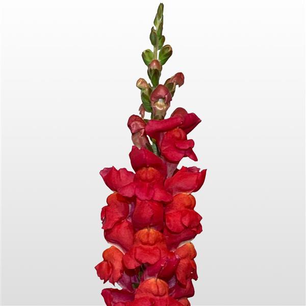 1,000 Snapdragon Seeds Maryland Flamingo Pelleted Seeds Cut Flower