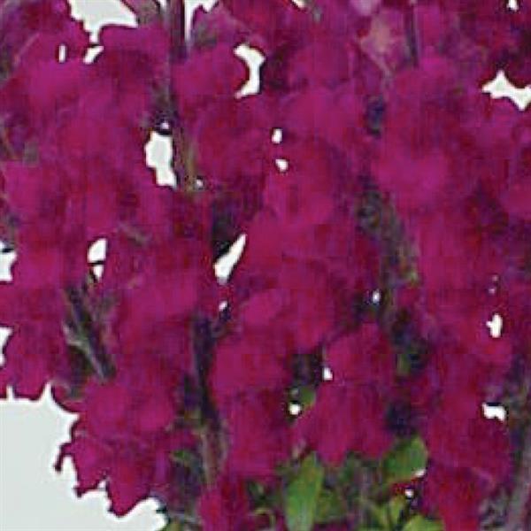 1,000 Snapdragon Seeds Maryland Royal Pelleted Seeds Cut Flower