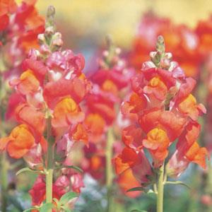 1,000 Pelleted Snapdragon Seeds Speedy Sonnet Bronze Cut Flower