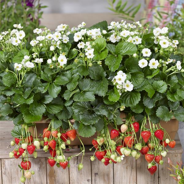 Strawberry Seeds Strawberry Summer Breeze Snow