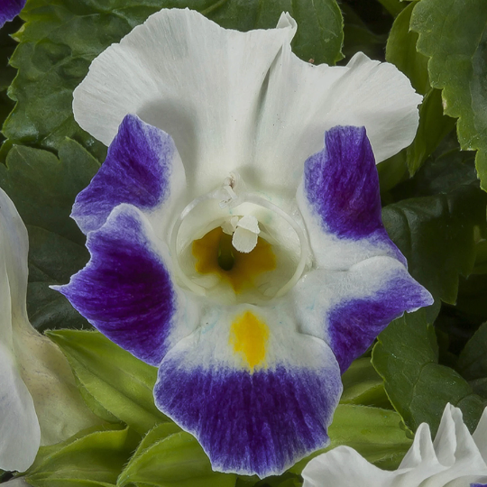 Torenia Seeds Torenia Hi-Lite Blue Jump Up 1,000 Pelleted Seeds