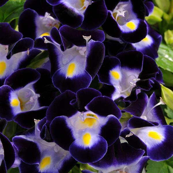 Torenia Seeds Torenia Kauai™ Deep Blue 1,000 Pelleted Seeds