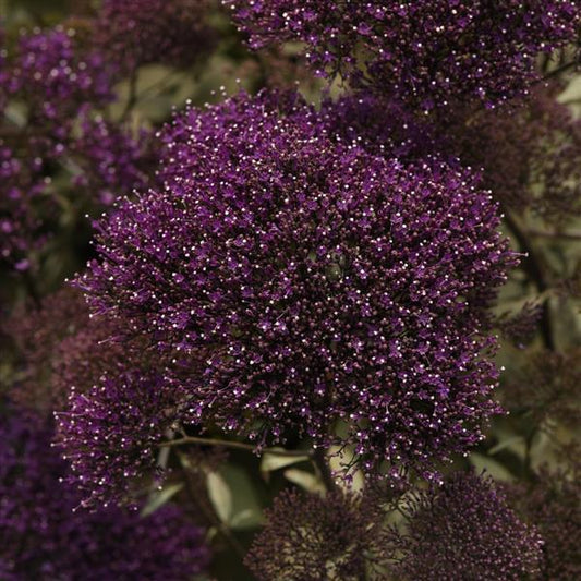 1,000 Trachelium Seeds Lake Forest Purple Pelleted Seeds Cut Flower