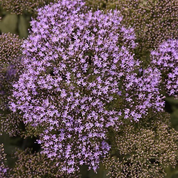 1,000 Trachelium Seeds Lake Michigan Blue Pelleted Seeds Cut Flower