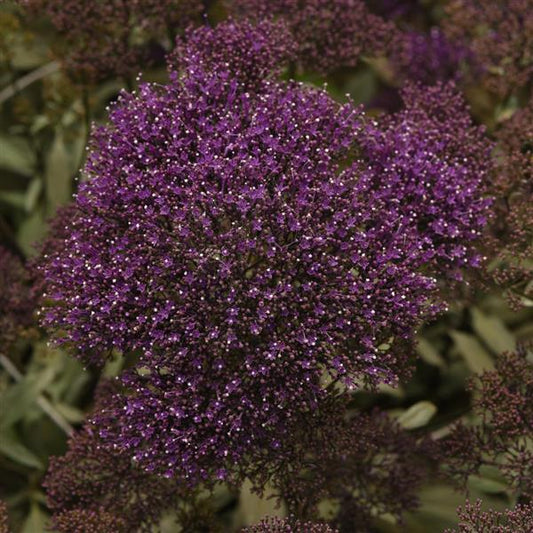 1,000 Trachelium Seeds Lake Michigan Purple Pelleted Seeds Cut Flower