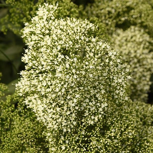 1,000 Trachelium Seeds Lake Michigan White Pelleted Seeds Cut Flower