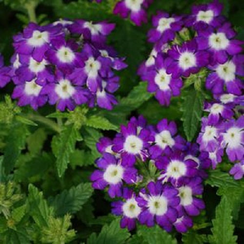 Verbena Seeds Verbena Obsession Blue Eye 1,000 Seeds