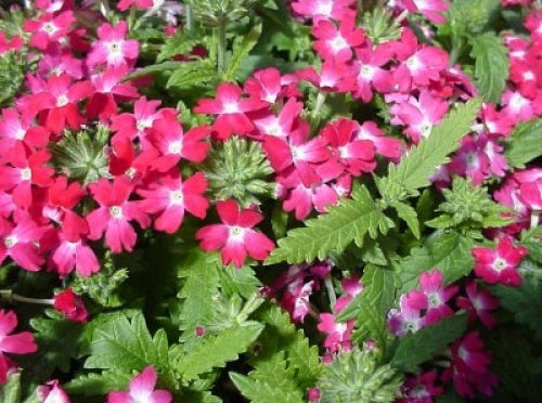 Verbena Seeds Verbena Obsession Coral Eye 1,000 Seeds