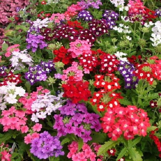 Verbena Seeds Verbena Obsession Mix 1,000 Seeds