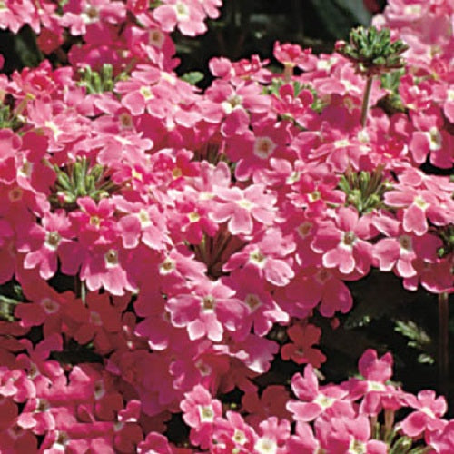 Verbena Seeds Verbena Obsession Pink 1,000 Seeds