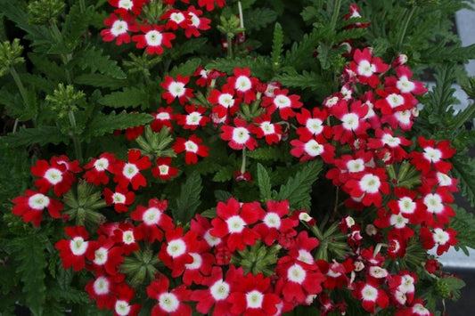 Verbena Seeds Verbena Obsession Red Eye 1,000 Seeds