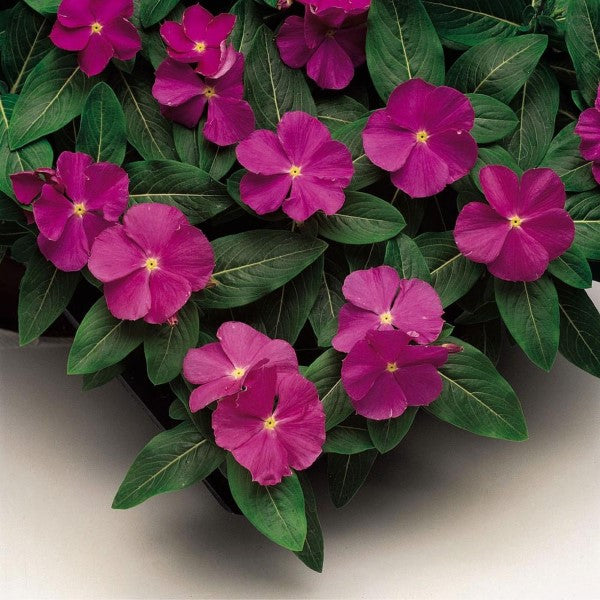 Vinca Seeds Vinca Sunstorm Deep Orchid 1,000 Seeds