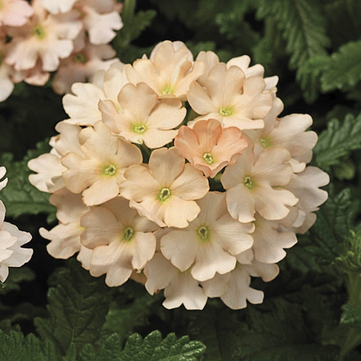 Verbena Seeds Verbena Tuscany Peach 1,000 Seeds