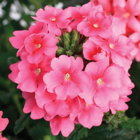 Verbena Seeds Verbena Obsession Cascade Pink Shades