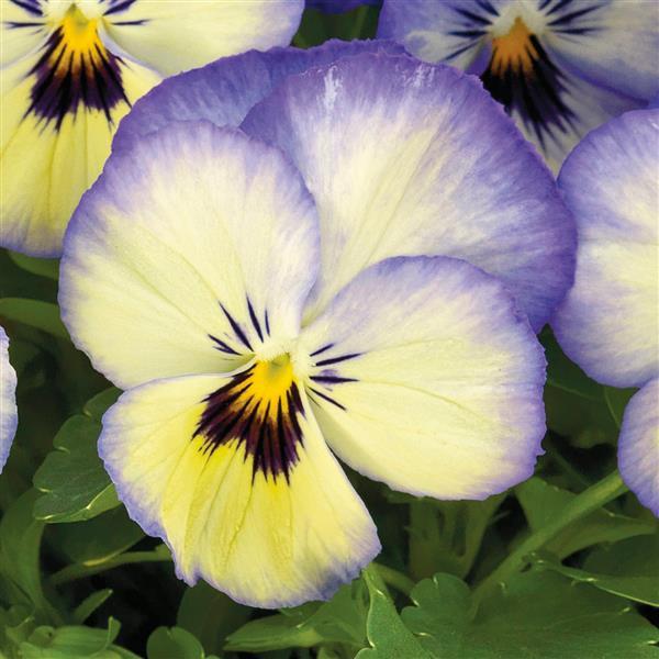 Viola Seeds Colormax Icy Blue 1,000 Seeds