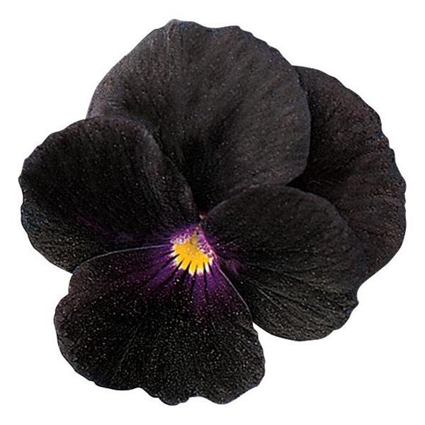 Viola Seeds Sorbet® Black Delight Viola 1,000 Seeds