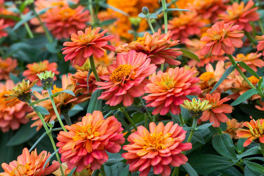 Zinnia Seeds Zinnia Profusion Double Deep Salmon