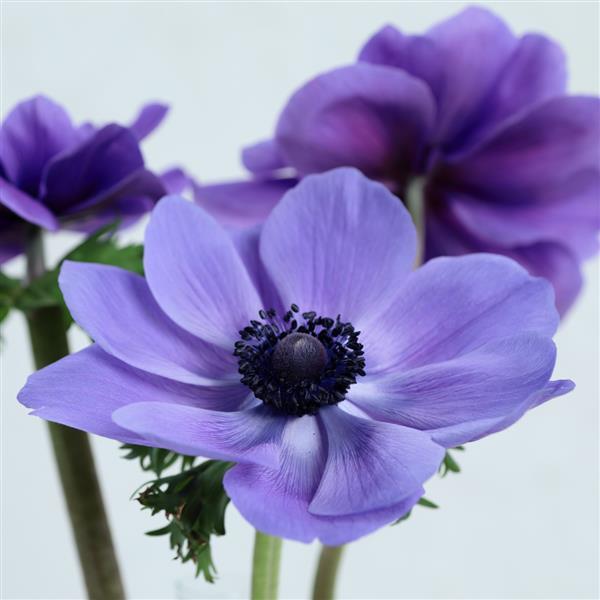 Anemone Seeds Gemstone Blue Windflower