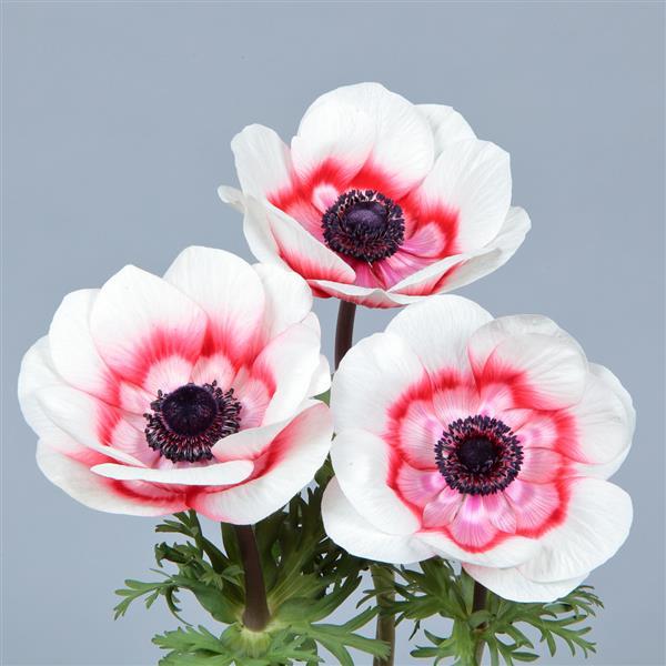 Anemone Seeds Gemstone Red Bicolor Windflower