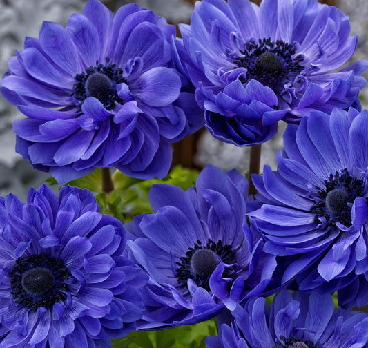 Anemone Seeds Harmony Double Blue