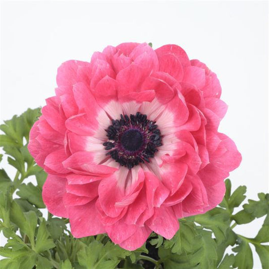 Anemone Seeds Harmony Double Pink