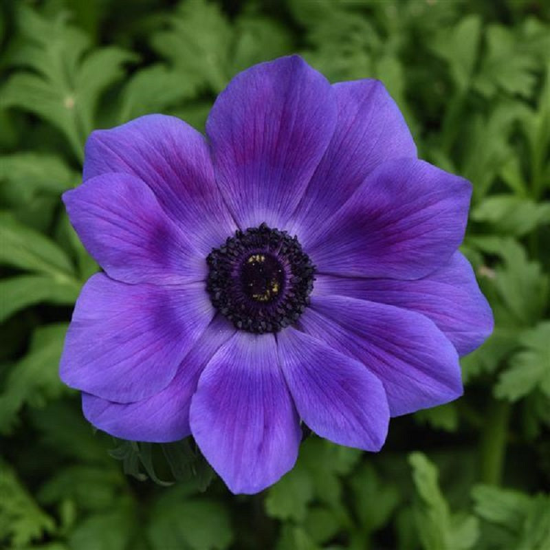 Anemone Seeds Mona Lisa Deep Blue Windflower