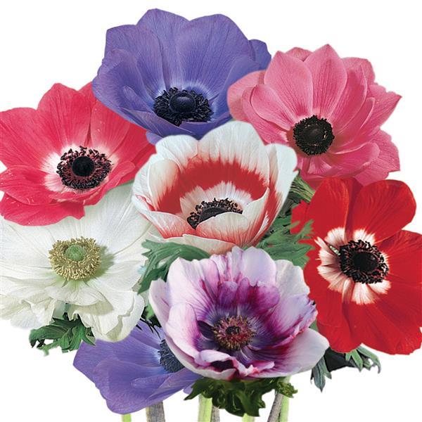 Anemone Seeds Mona Lisa® Mix Windflower