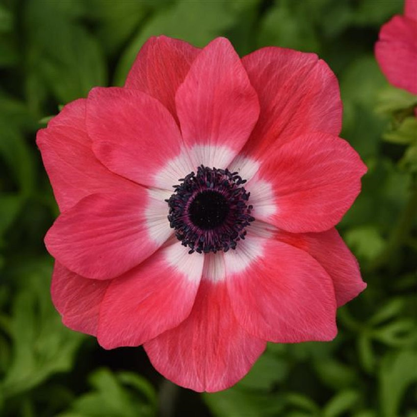 Anemone Seeds Mona Lisa® Pink Windflower