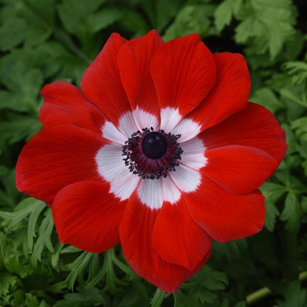 Anemone Seeds Mona Lisa® Scarlet Eye Windflower