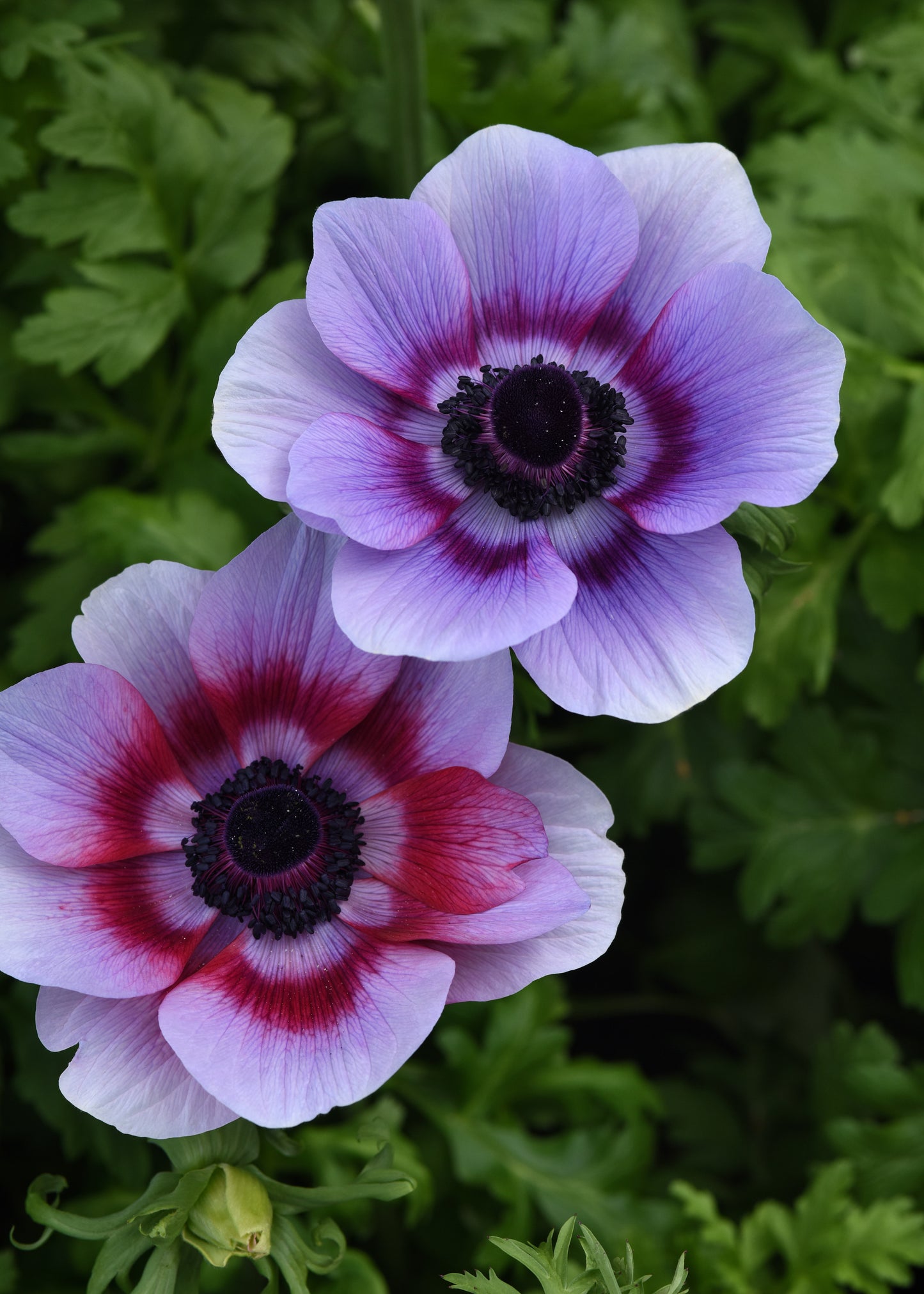 Anemone Seeds Mona Lisa® Wine White Windflower