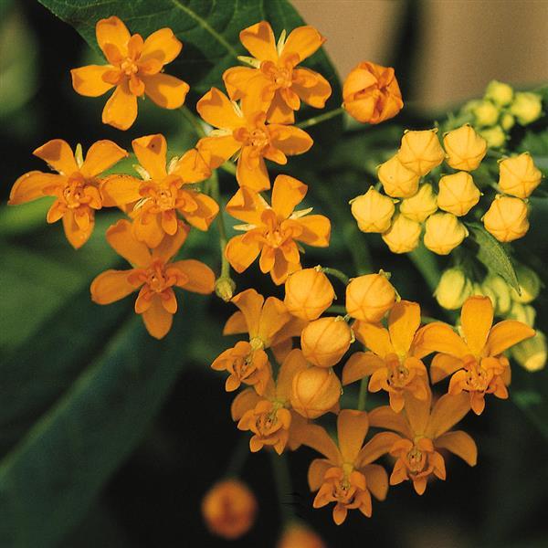 1,000 Asclepias Seeds Silky Gold Cut Flower