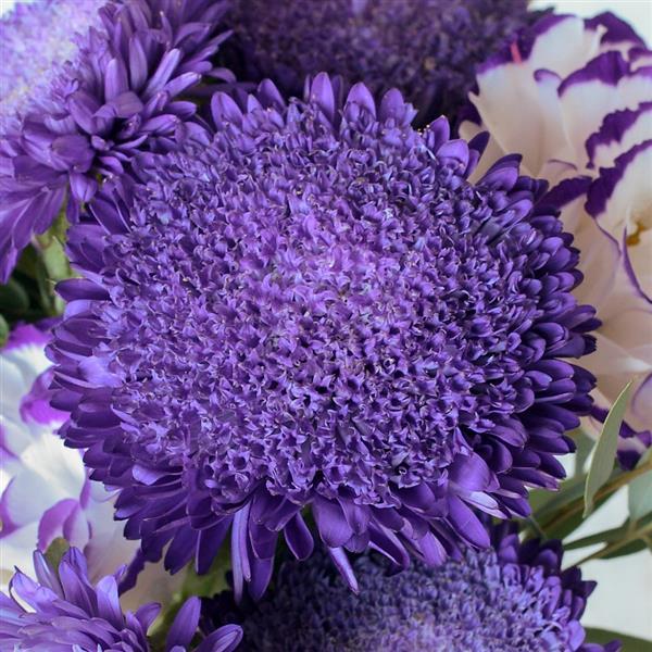 2,000 Aster Seeds Azumi XL Blue Cut Flower