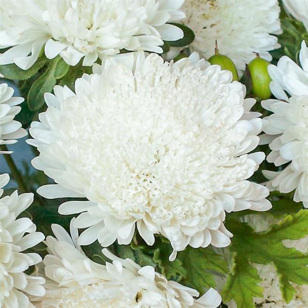 2,000 Aster Seeds Azumi XL White Cut Flower