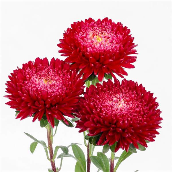 2,000 Aster Seeds Azumi XL Red Cut Flower