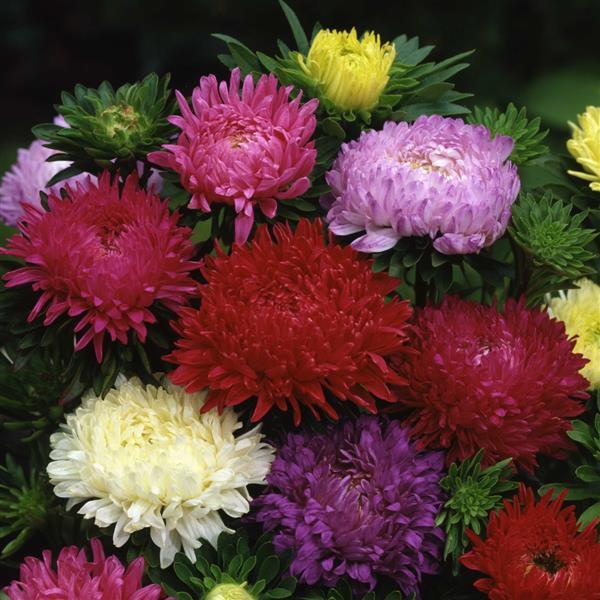 2,000 Aster Seeds Ball Florist Mix Cut Flower