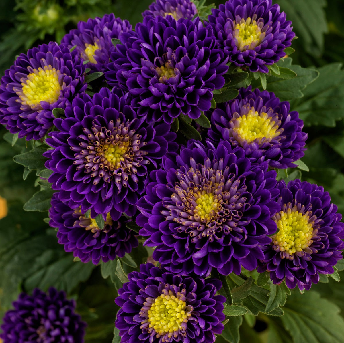 2,000 Aster Seeds Matsumoto Blue Cut Flower