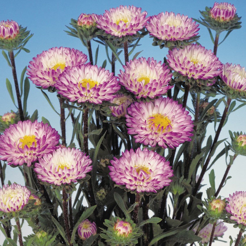 2,000 Aster Seeds Matsumoto Blue Tipped White Cut Flower