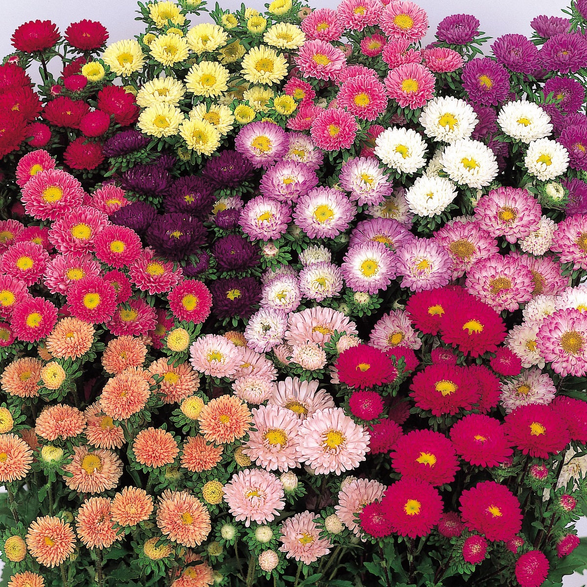 2,000 Aster Seeds Matsumoto Mix Cut Flower