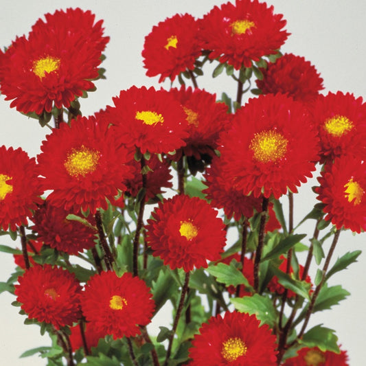 2,000 Aster Seeds Matsumoto Red Cut Flower