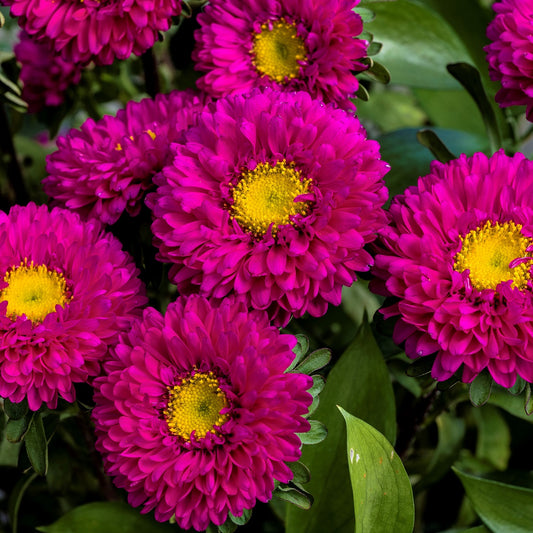 2,000 Aster Seeds Matsumoto Rose Cut Flower